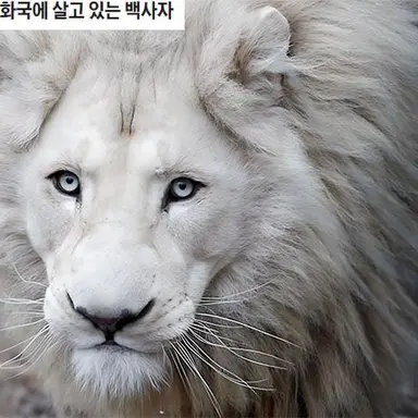 Profile image of 그리폰