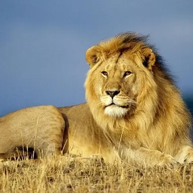 Profile image of 테으프