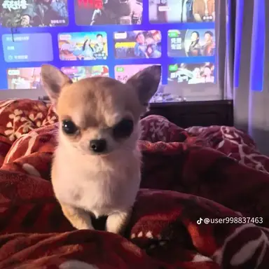 Profile image of 대장들