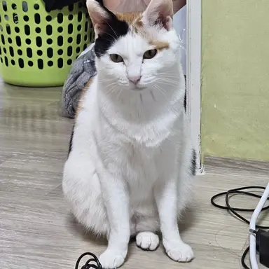 Profile image of 디비