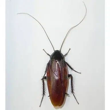 Profile image of 巨大ゴキブリ