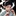 호랑이. 일진