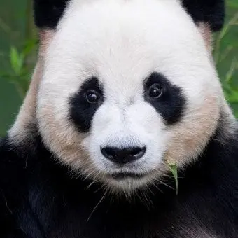 Profile image of 판다