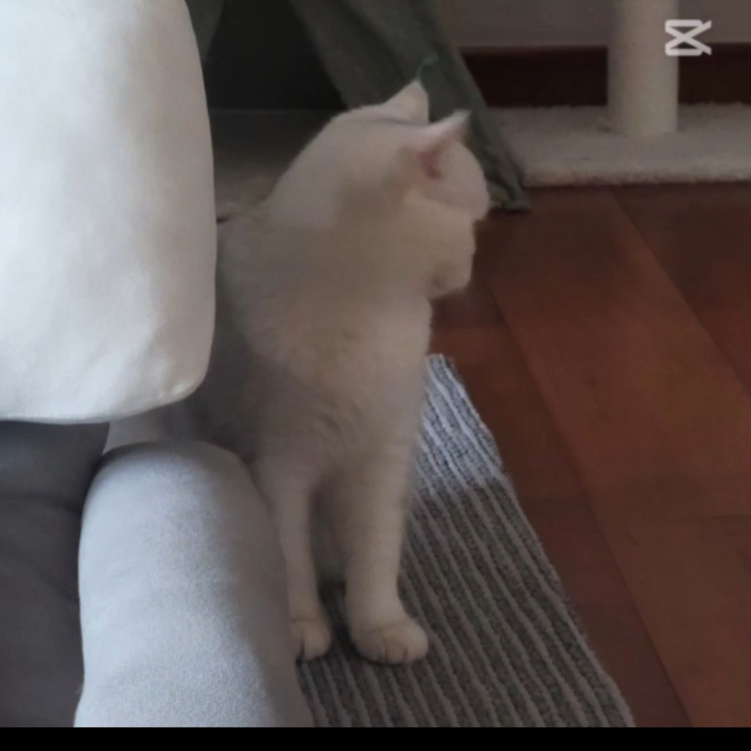 고양이 대표 이미지
