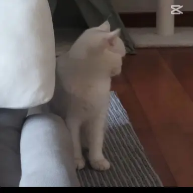 Profile image of 몽이