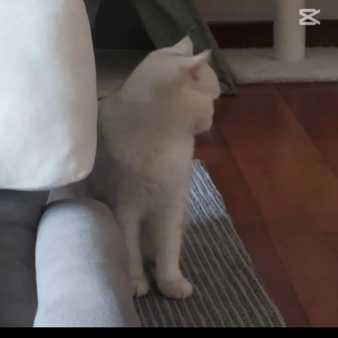 VainJudge2385의 고양이