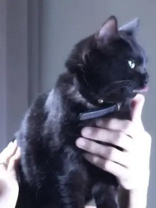 Jotisjot의 우요냥🐈‍⬛