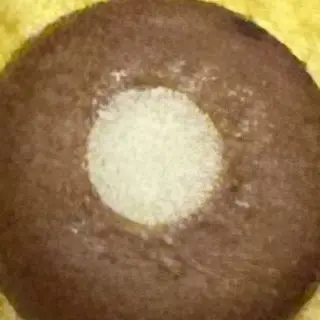 Profile image of ブリ子