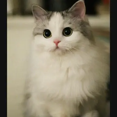 Profile image of 고양이