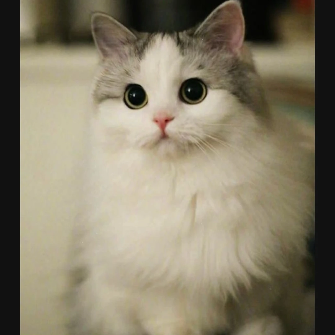 고양이