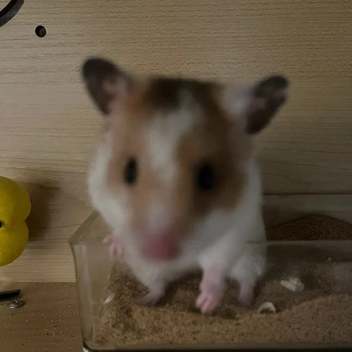 두쿠