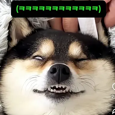 Profile image of 늑대