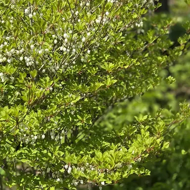 Profile image of 飯綱