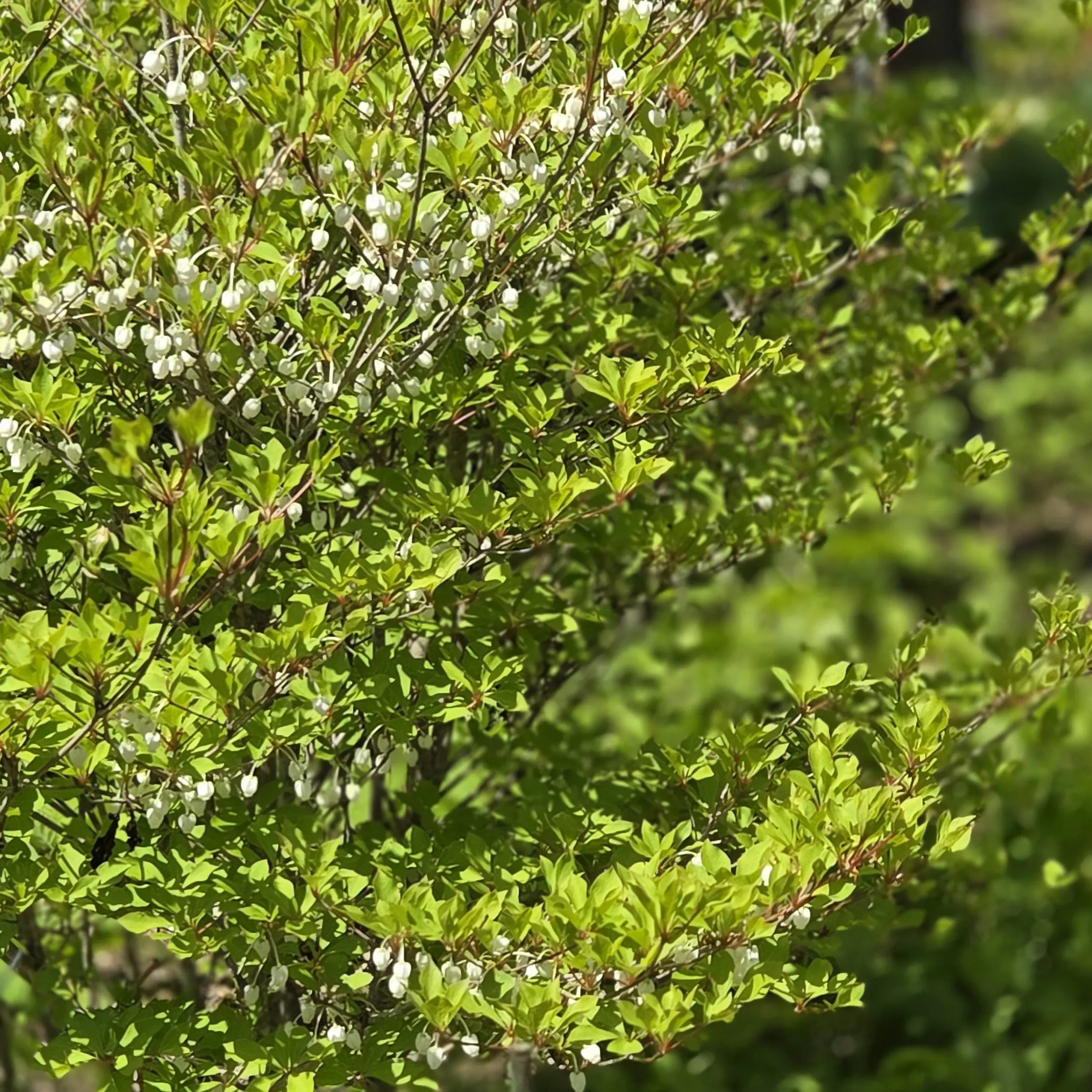 EggyBelt6087의 飯綱