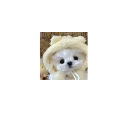 Profile image of 콩냐