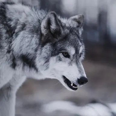 Profile image of グク