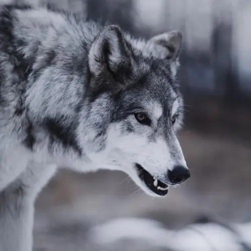 RipeDress1178의 半人半獣