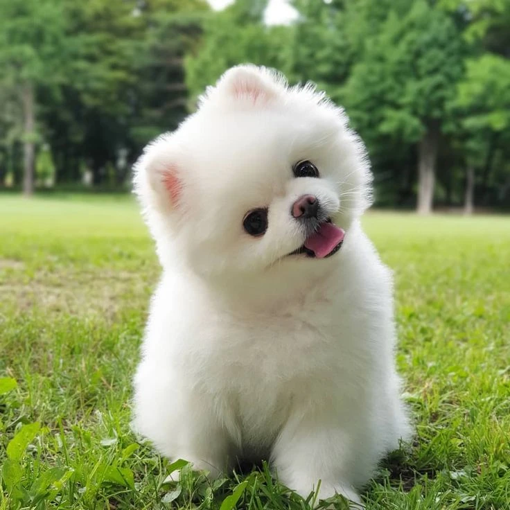 아기 포메라니안