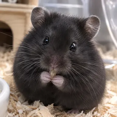 Profile image of Hamster Village Chief