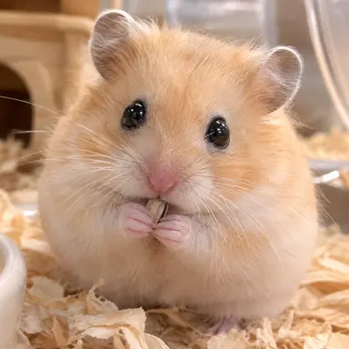 Profile image of New Species of Hamster
