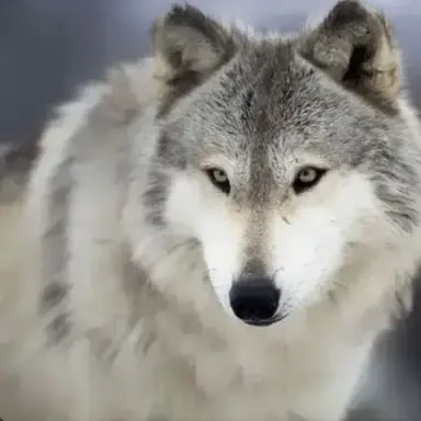 Profile image of 늑대