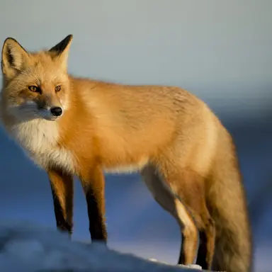 Profile image of 여우