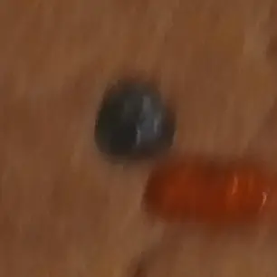 Profile image of 평학