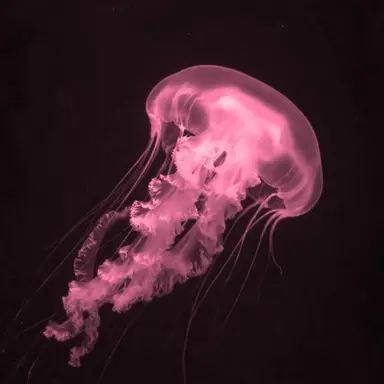 Profile image of けちゃ
