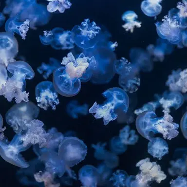 Profile image of 留三郎