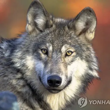 Profile image of 늑대