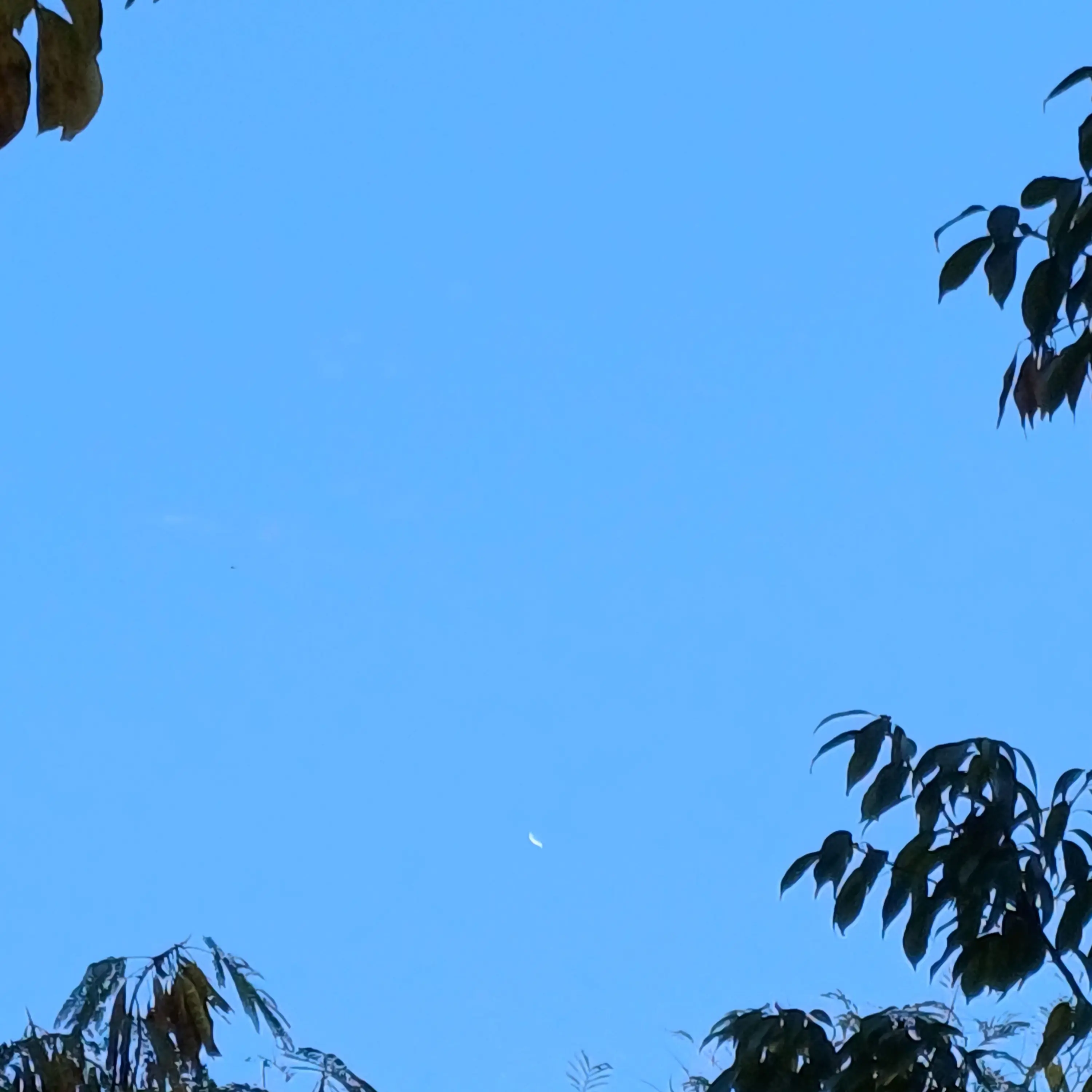 PhoenixDuo의 주술회전 0