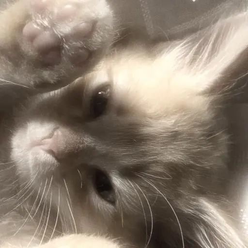 VainArmor5263의 화수🐈‍⬛