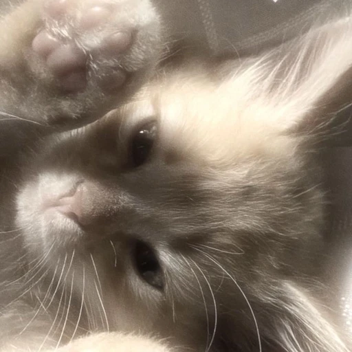 화수🐈‍⬛