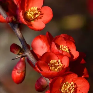 Profile image of 陸