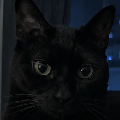 Profile image of ねこ