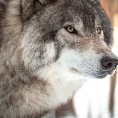 Profile image of 늑대