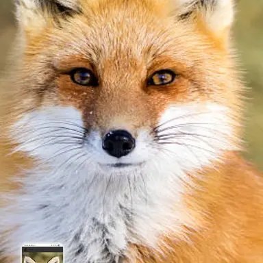 Profile image of 여우