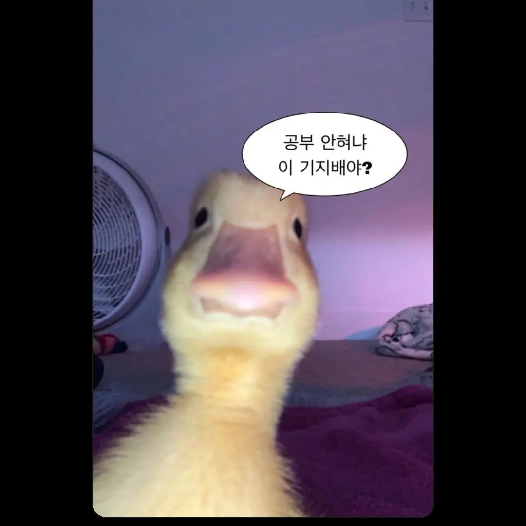 Vickylovewani의 공부ㅈ까!!