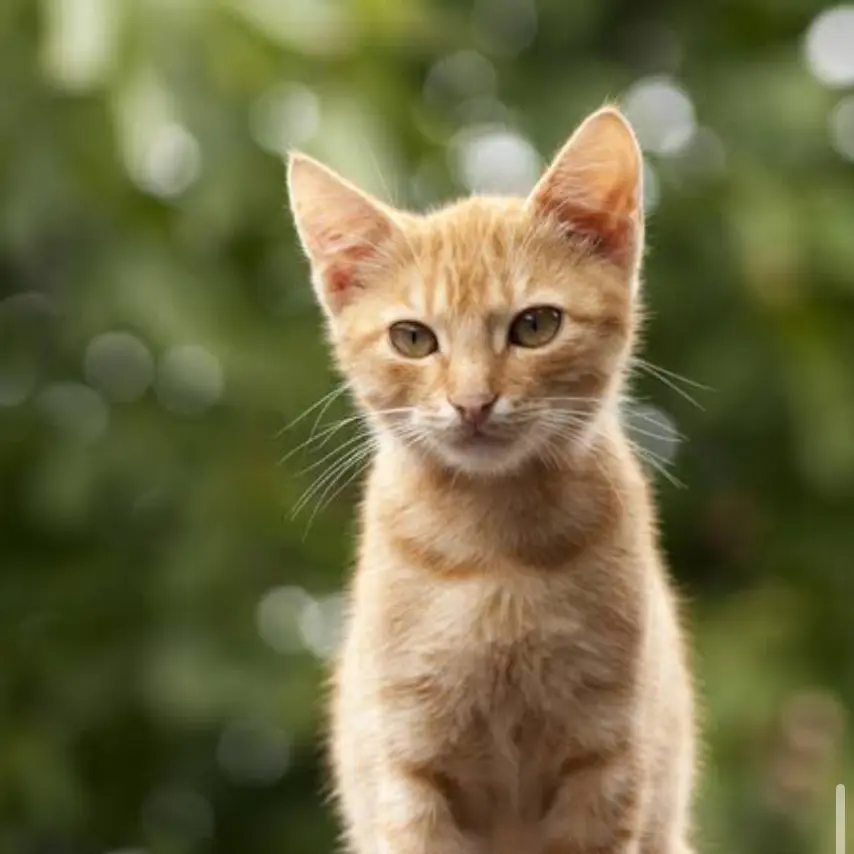 CaringMelon7772의 虐待され、捨てられた猫