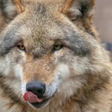 Profile image of 늑대