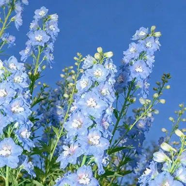 Profile image of Five