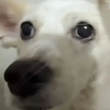 Profile image of ベッキョン