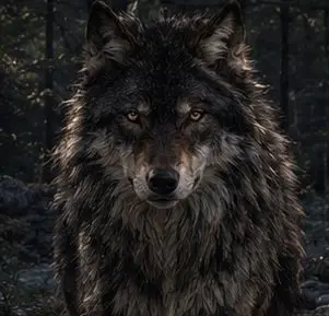 Profile image of Dravon