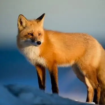 Profile image of 여우