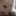 보리