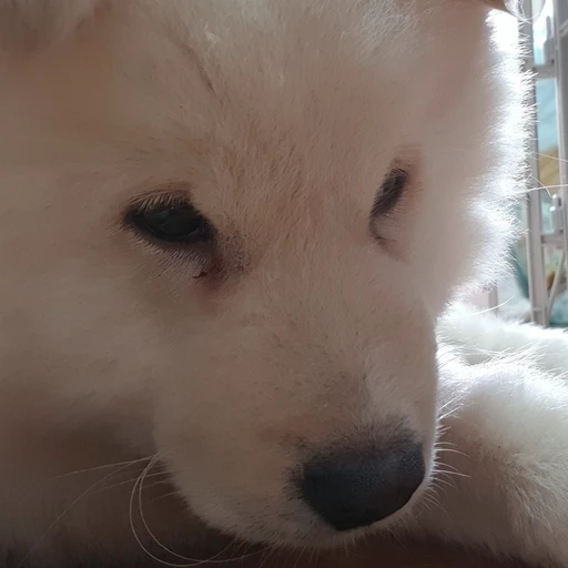 보리