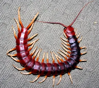 Profile image of 버닝스파이스