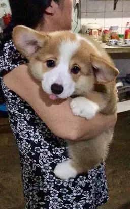 Profile image of 퓨어바닐라