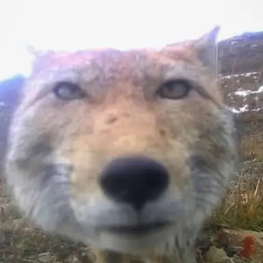 Profile image of 여우