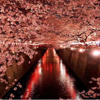 Profile image of 桜華忠臣